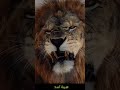 هيبة الأسود 