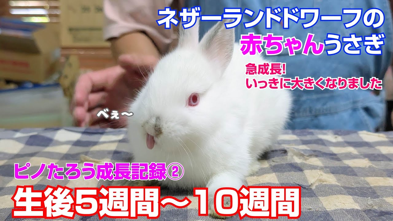 うさぎ うさぎと苺の絵