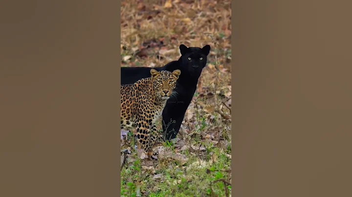 OMG🥰 Cute Leopard 😲 #Black Leopard #Tadoba jungle #Tadoba International Park #wildlife