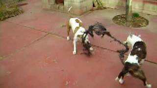 Pitbull Tug O War