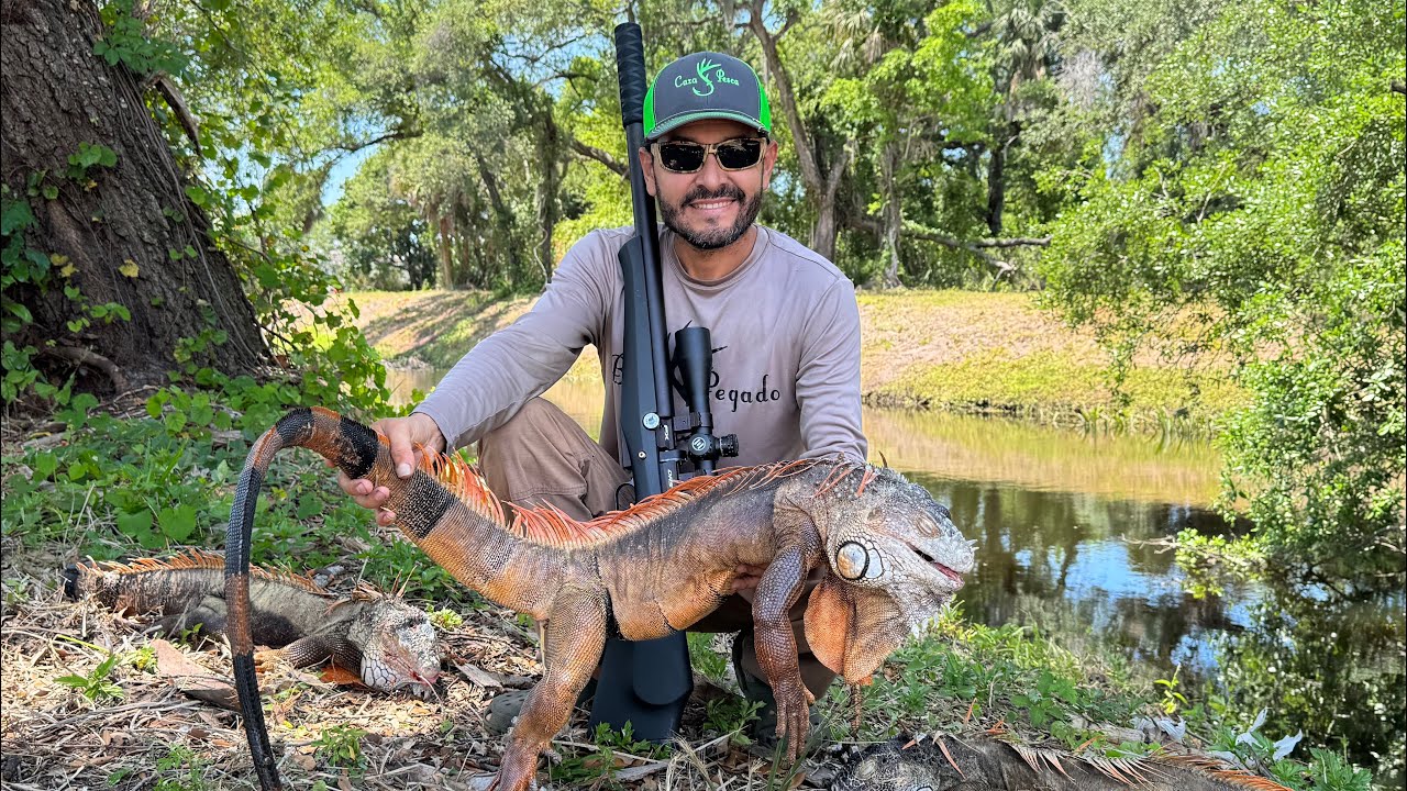 Reptiles Invasores Capturados Y Cocinados
