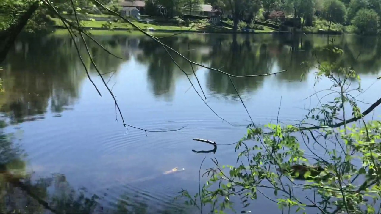 Swedes Lake (Lake Suey) in Delran NJ YouTube