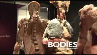 Things to do this summer at Buena Park - Bodies The Exhibition