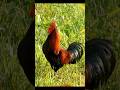 Rooster Cock Crowing Sound Effect Animalsounds Rooster Cock Chicken 