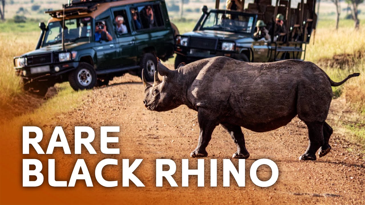 Searching For The World’s Rarest Black Rhino in Namibia