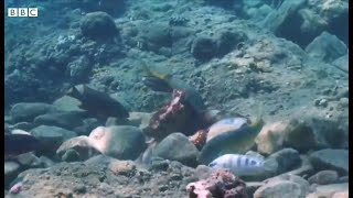 タコが魚に殴りかかる……嫌がらせの可能性も　紅海