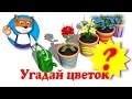 Угадай цветок, цвет и посчитай. Домашние цветы в мультфильме на канале "Лисёнок ЛИС".