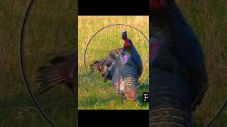 Legendary Shot! no more turkey #hunting #wildlife #birds #like #animals #raisedhunting #chase#duck