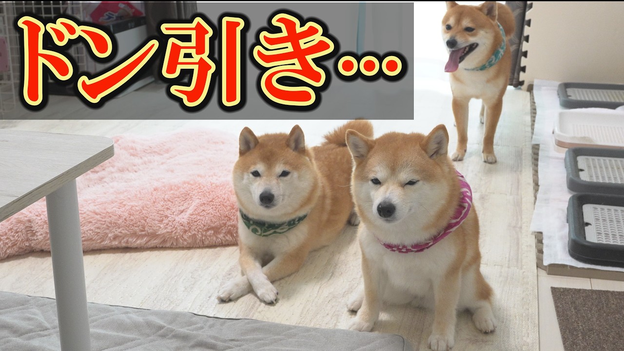 ♯Goi26Az豆しばしーるこれくしょん全5種 Drying my Shiba Inu after shampooing. I gave him a toy, and things