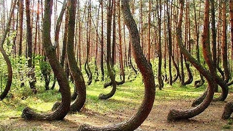 The Crooked Forest | Mystery Solved | #Poland | Evan Entertainment