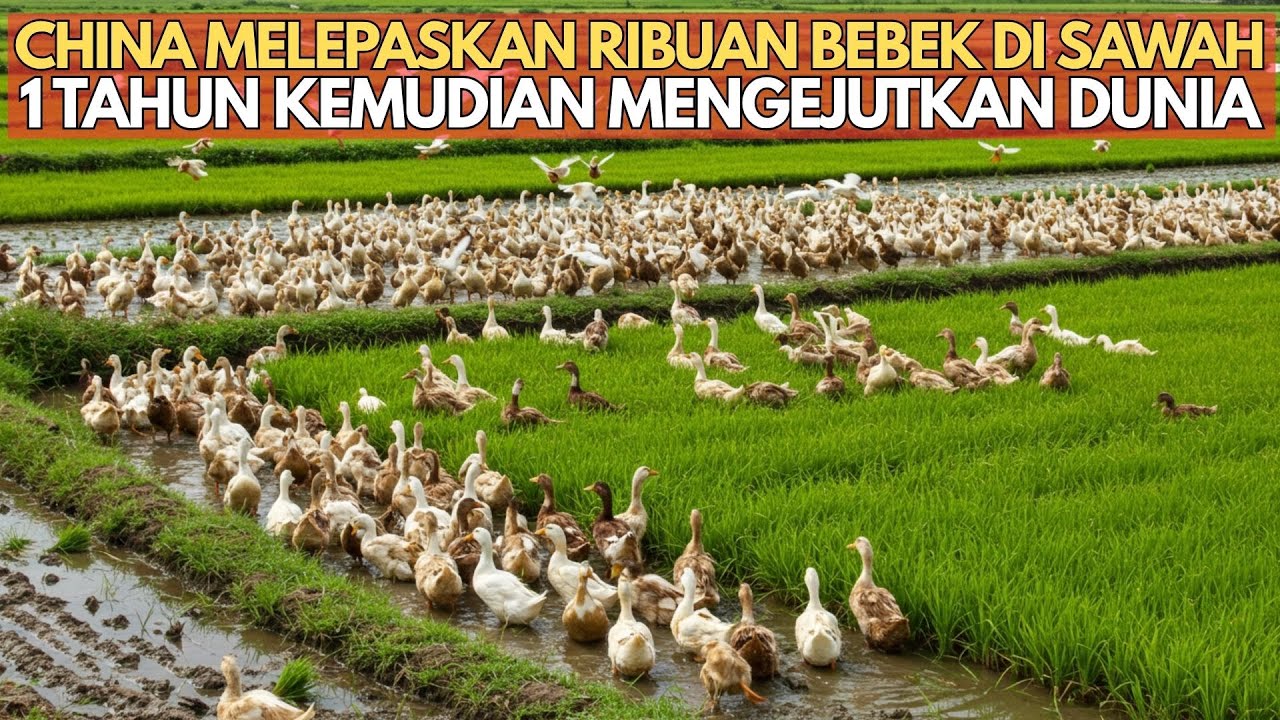 China Melepaskan Ribuan Bebek Di Sawah, 1 Tahun Kemudian Mengejutkan Dunia