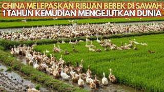Download Lagu China Melepaskan Ribuan Bebek Di Sawah, 1 Tahun Kemudian Mengejutkan Dunia MP3 Download Lagu China Melepaskan Ribuan Bebek Di Sawah, 1 Tahun Kemudian Mengejutkan Dunia MP3