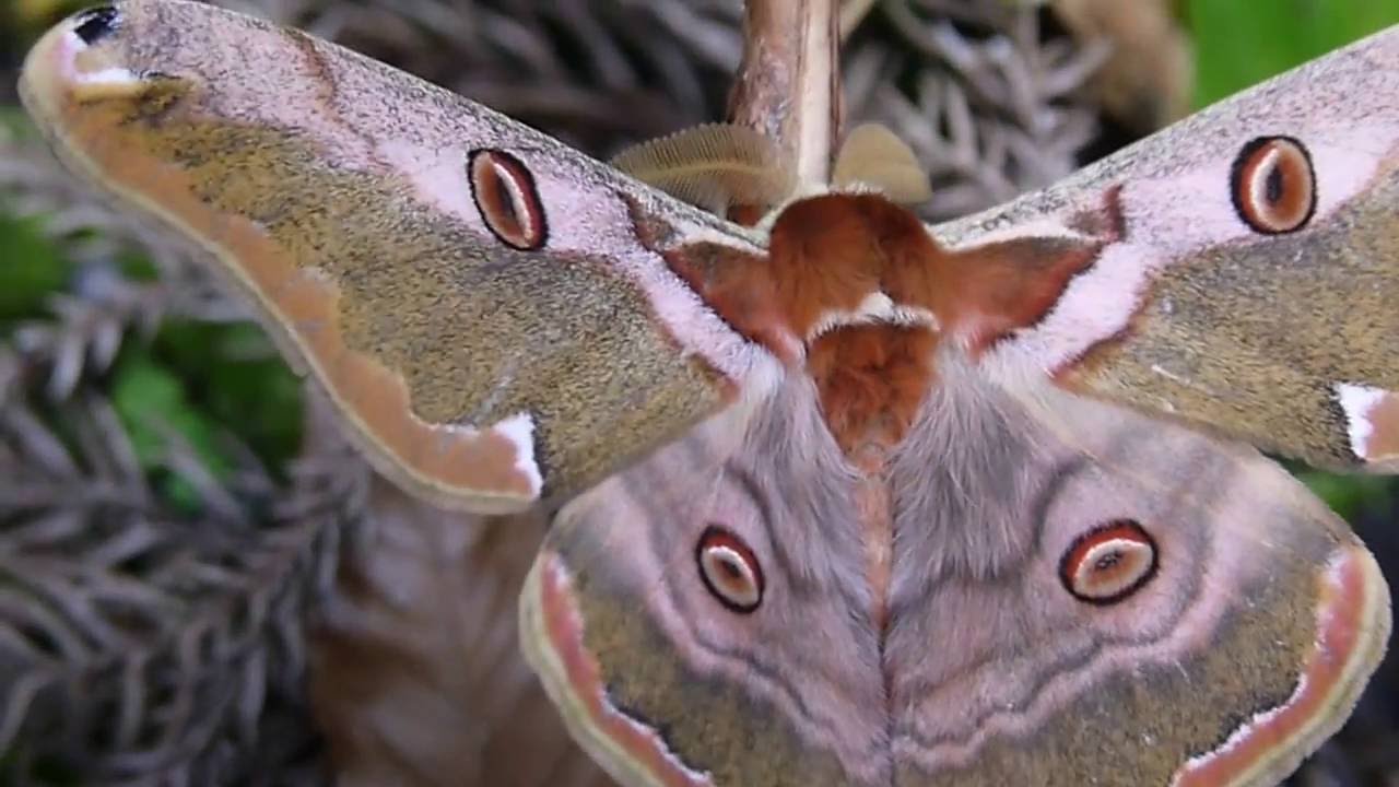 ヒメヤママユの特徴と見分け方