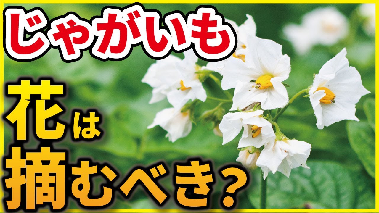 ジャガイモ の 花 摘み