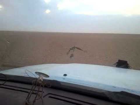 صيد طير الحر في صحراء الرطبه