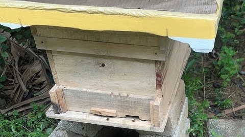 Cách xây cầu nhanh ko lỗ ong đực ,cách tạo ong đực nhanh nhất hiệu quả khi đàn ong bước vào thu đông