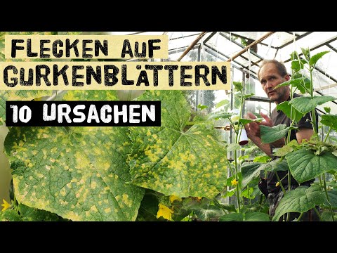 Video: Schäden an Gurken vermeiden - So schützen Sie Gurkenpflanzen vor Kälte und Schädlingen