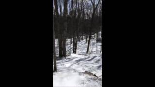 expanding the maple syrup operation at the cabin 2017