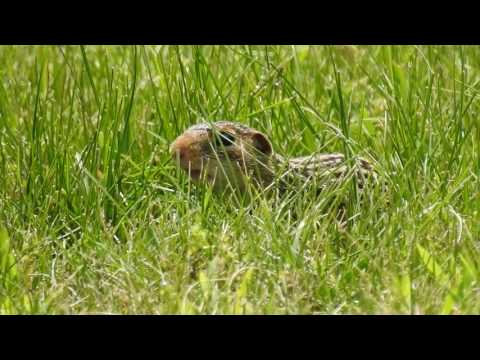 Thirteen-Lined Ground Squirrel Calling