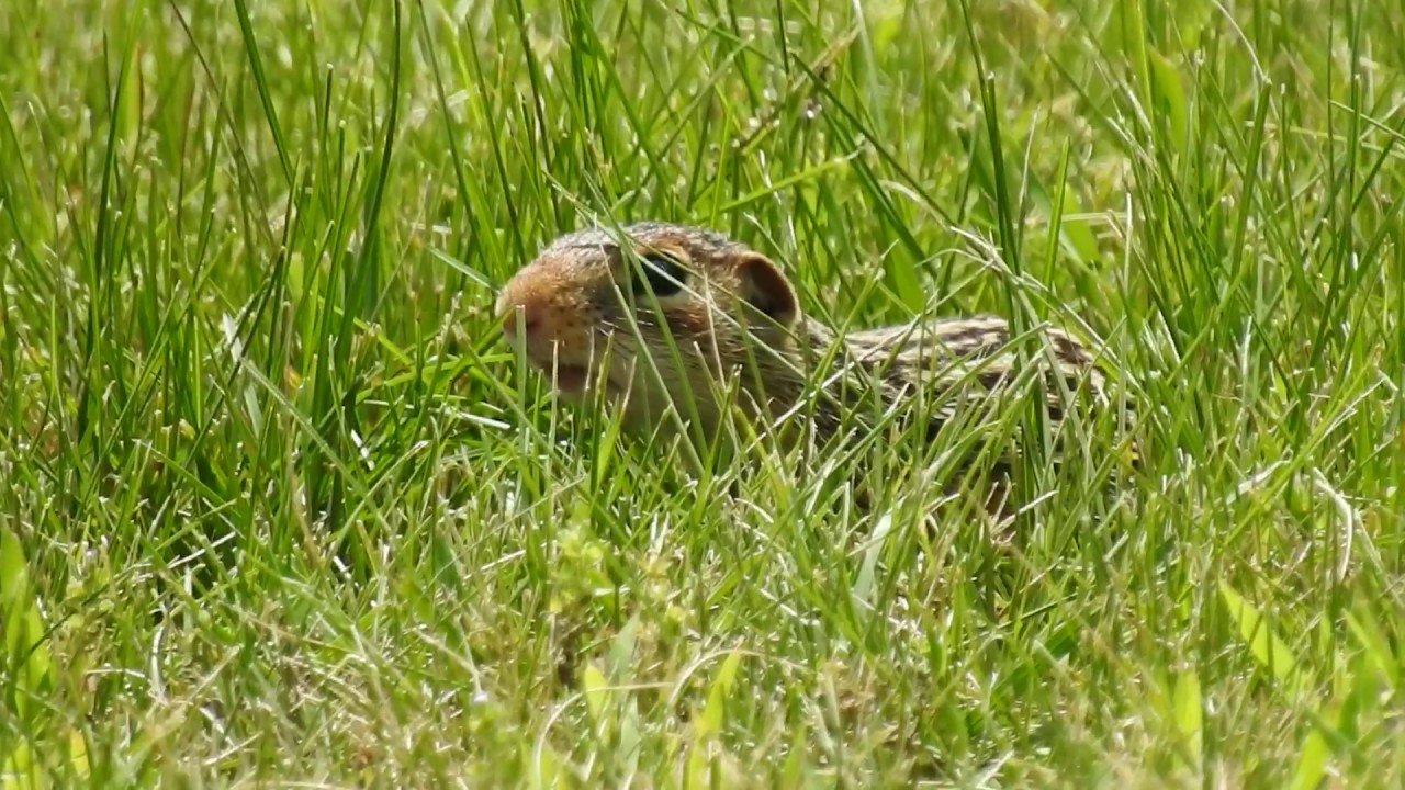 ThirteenLined Ground Squirrel Calling YouTube