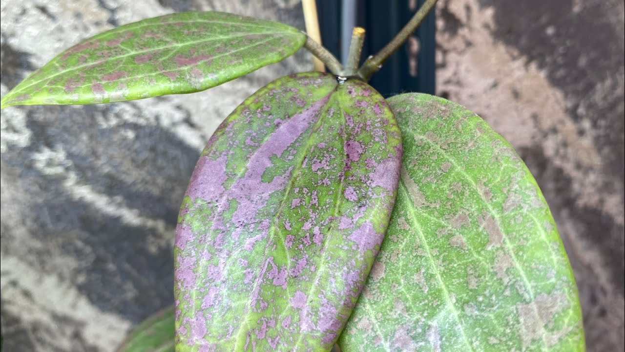 Хойи малыши. 13.10.2025