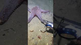 LIVEđź”´-I catching seafood on the seafloor. Look what I caught.-Z1020-1#fishing #ocean #deepsea #beach