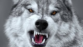 33+ WOLF SOUNDS! What is the sound of wolf?