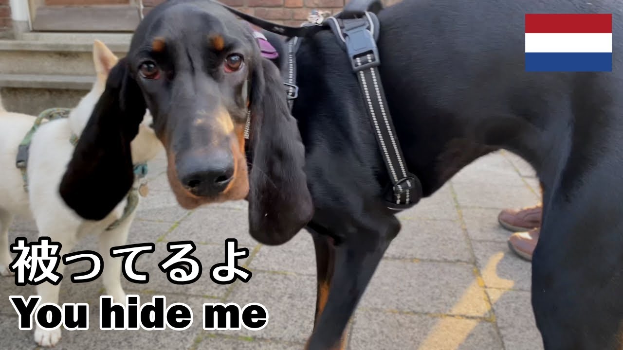柴犬柿丸 珍しい犬種のお友達 オランダ 環境音 4k Kaki Maru The Shiba Inu Youtube