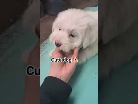 Cute dog 🐕 #highlight #love #art #nature #enjoy