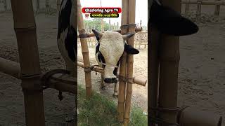#viral #viralvideo #viralshorts #viralshort #viralvideos #trendingshorts #গরু #cow #cowvideo #vairal