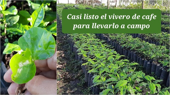 Germinación y semilleros de café - TvAgro por Juan Gonzalo Angel Restrepo 