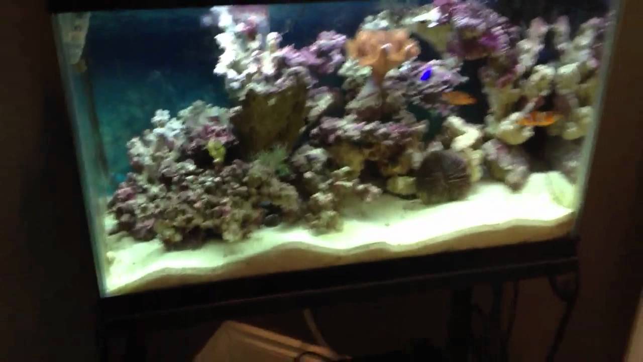20 Gallon saltwater aquarium YouTube