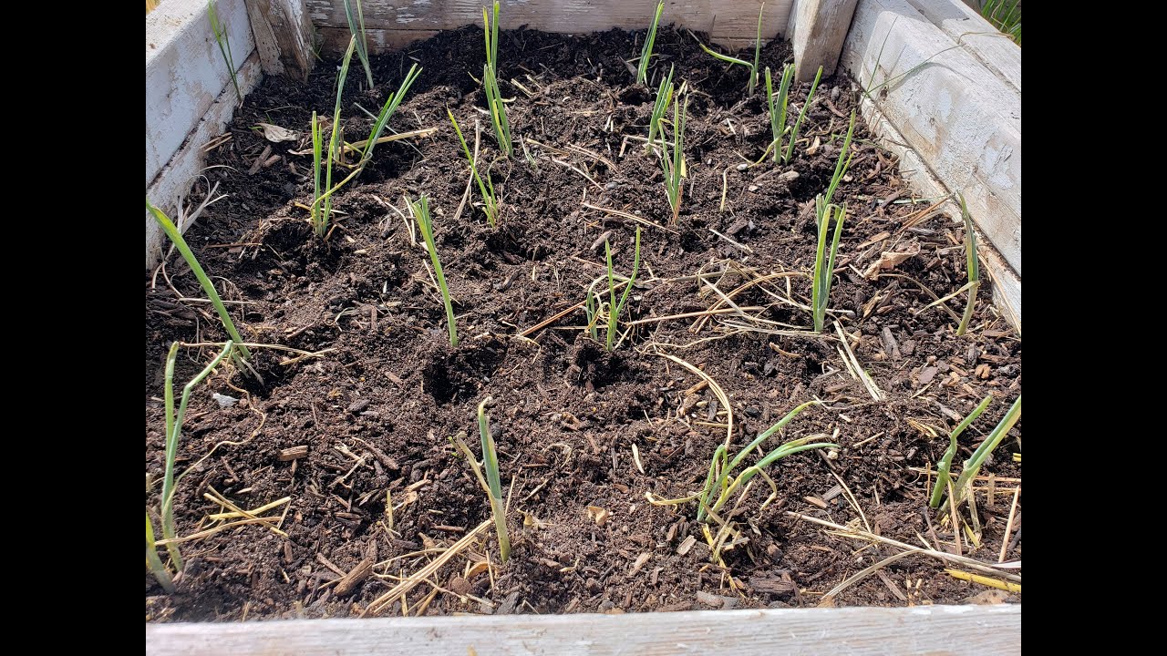 Tips 5pm Planting Onions YouTube