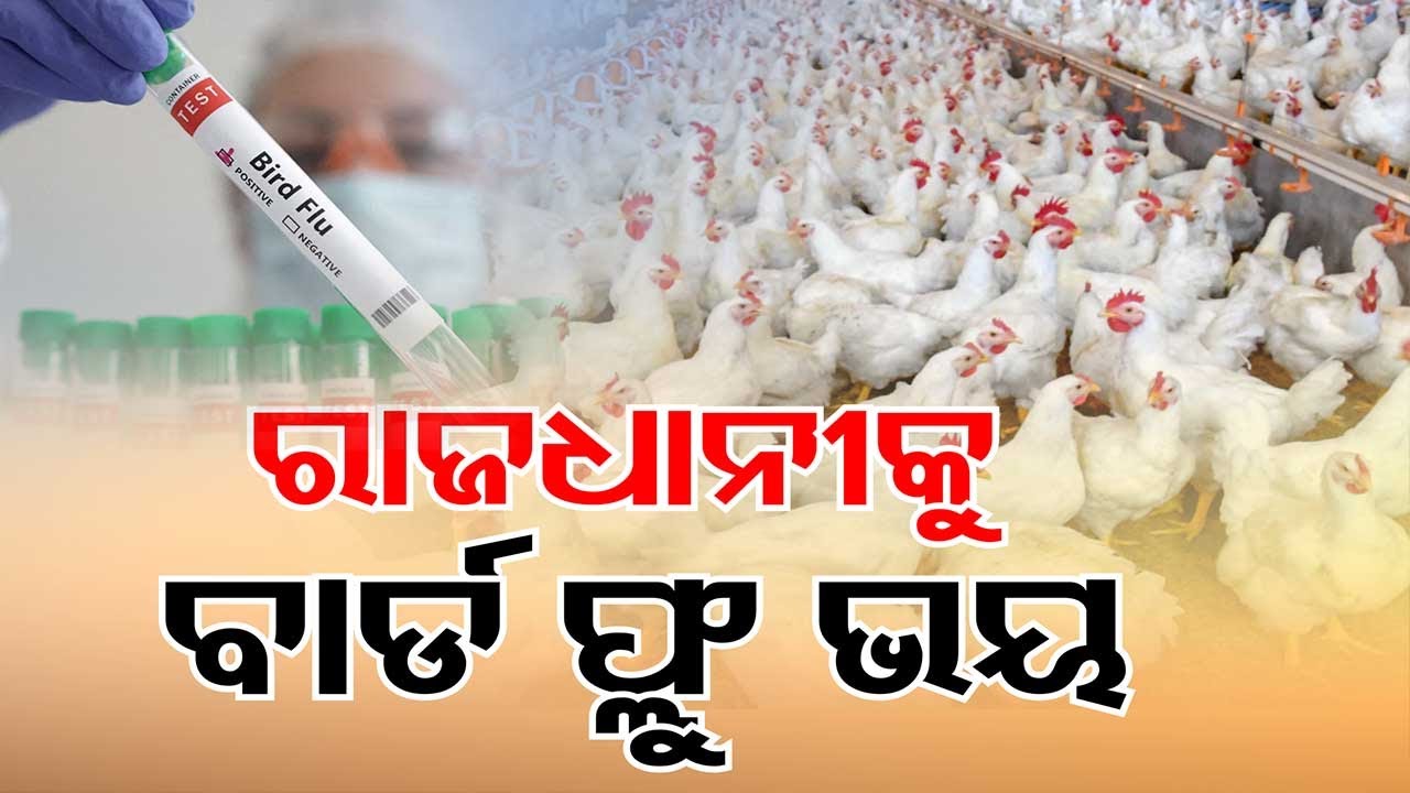 ????Live | ରାଜଧାନୀରେ ବାର୍ଡ ଫ୍ଲୁ ଆତଙ୍କ | Bhubaneswar | Chicken | Bird Flu