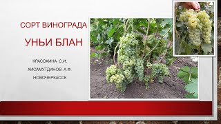Белый технический сорт винограда Уньи блан@Krasokhina