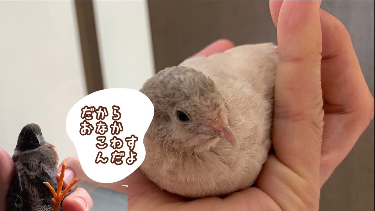 【姫うずら】トラブル！誤飲、軟卵、下痢！対処法と願いごと King quail trouble! Accidental ingestion