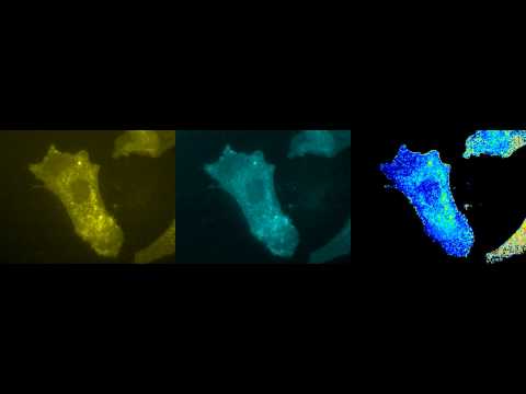 Rac Activity In PDGF Stimulated Primary Mouse Embrypnic Fibroblas 