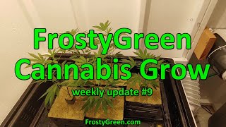 Cannabis Grow weekly #9 - Frosty Green