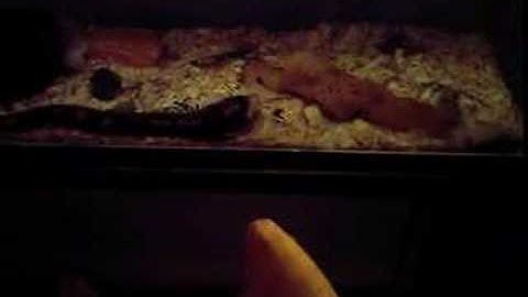 ball python attacks a mouse