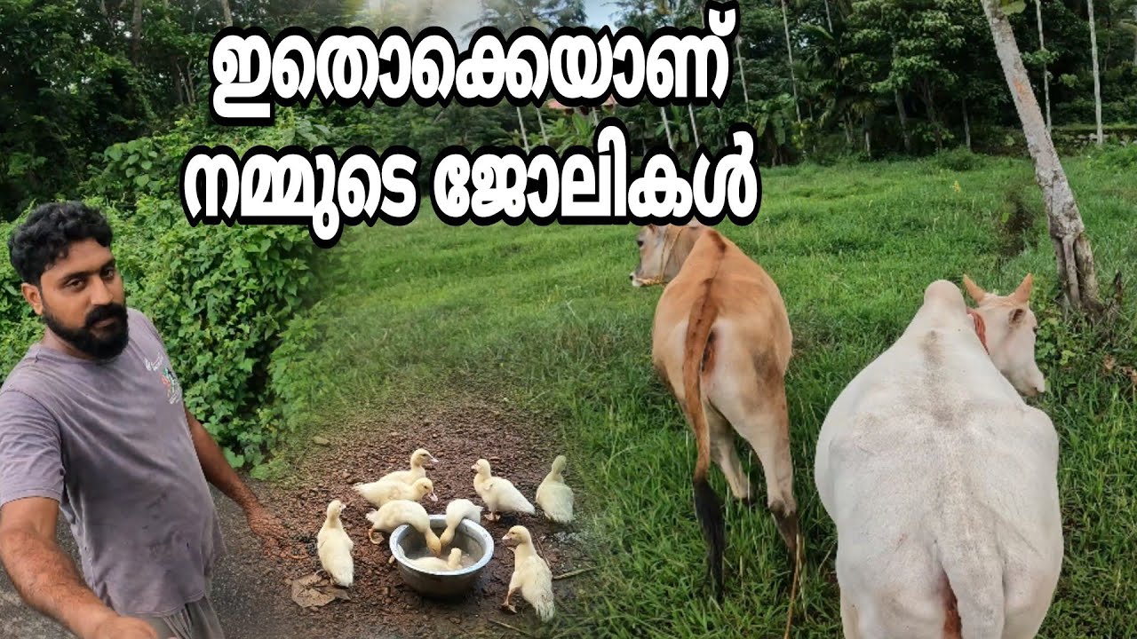 ഇതൊക്കെയാണ് നമ്മുടെ ജോലികൾ.. #keralafarming #doglover #cow #fishing #appu #farming
