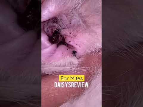 Video: Pet Ear Mites: Diagnos, Symptom, Behandlingar