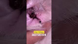 Cure for Ear mites in cats and dogs | how to handle Ear Mites in dog and cat. #earmites #earwarms