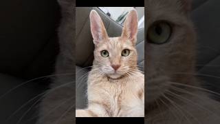 Download Lagu So magic MP3