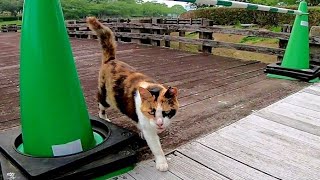 腰トントンが好きな三毛猫ちゃんがモフられやって来た