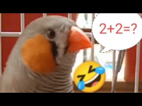 ( 2+2=? ) birds funny video in Hindi - YouTube