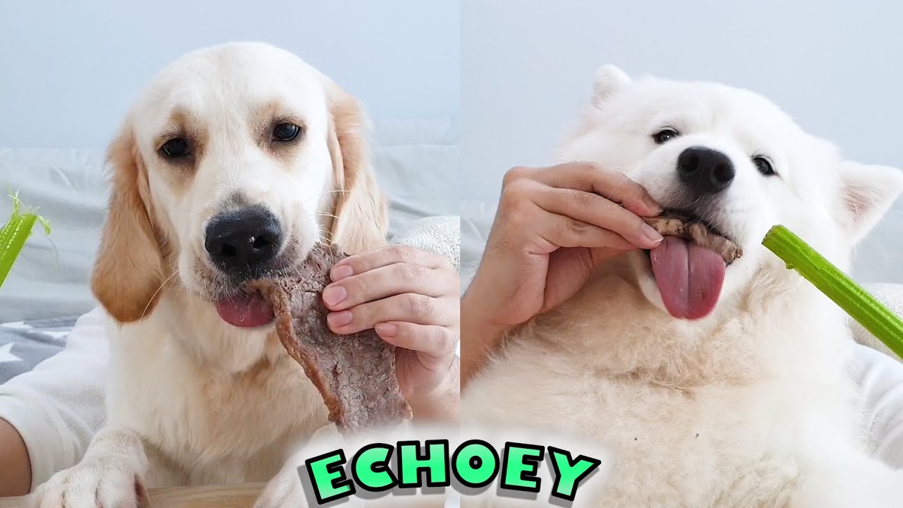 Failed To Make My Dog Vegan! YouTube