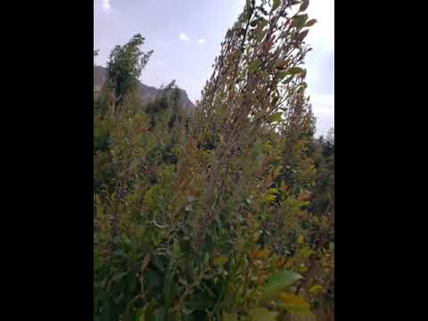 عبد الله ال فروان جمالك غير