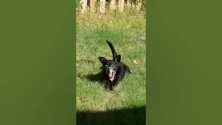 Happy Cody