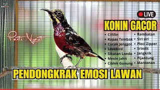 Download Lagu 🛑KONIN GACOR FULL TEMBAKAN‼️MASTERAN KOLIBRI NINJA BAHAN AGAR NEMBAK ISIAN TONJOLAN MEWAH🛑LIVE🎥 MP3 Download Lagu 🛑KONIN GACOR FULL TEMBAKAN‼️MASTERAN KOLIBRI NINJA BAHAN AGAR NEMBAK ISIAN TONJOLAN MEWAH🛑LIVE🎥 MP3