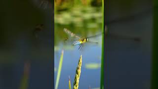 dragon fly